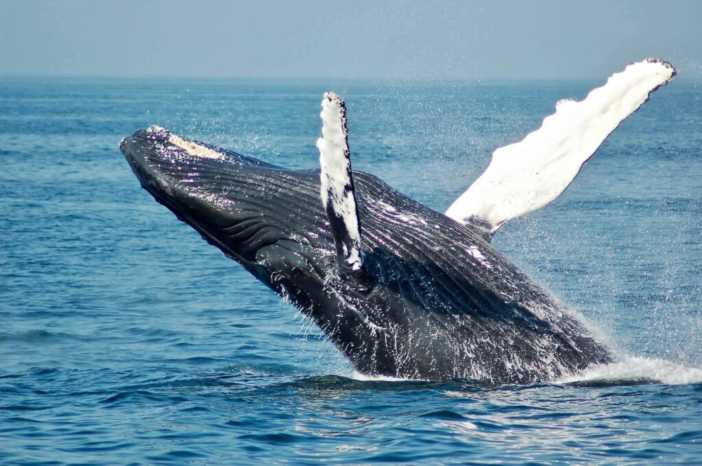 Save marine life